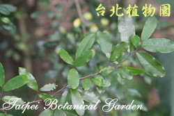 雞爪樹，葉子的圖片