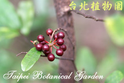 雞爪樹，果實的圖片