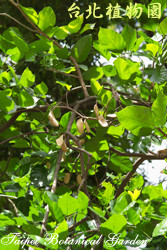 水黃皮，葉子的圖片