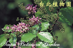 水黃皮，花朵與葉子的圖片