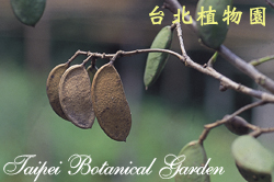 水黃皮，果實的圖片