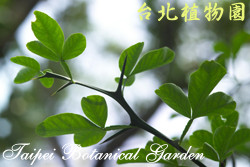 枸橘，葉子的圖片