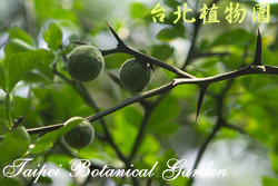 枸橘，果實的圖片