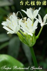 假玉簪，花朵的圖片