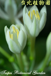 假玉簪，花朵的圖片(花末完全開)