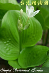 假玉簪，花與葉的圖片