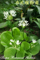 假玉簪，整株的圖片