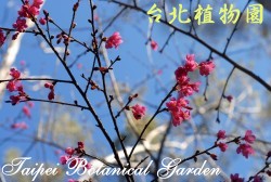 山櫻花，花與枝條的圖片