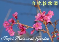 山櫻花，花朵的圖片