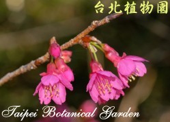 山櫻花，花朵的圖片(特寫)