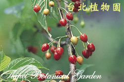 山櫻花，果實的圖片