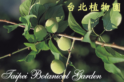 梅，果實與葉的圖片