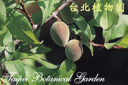 梅，果實與葉的圖片