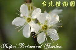 李，花特寫的圖片