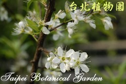 李，枝條上很多花的圖片