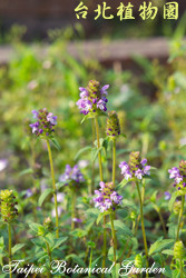 夏枯草，花朵與果實的圖片