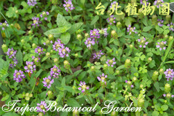 夏枯草，葉子與花的圖片