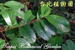 黃土樹，葉子的圖片