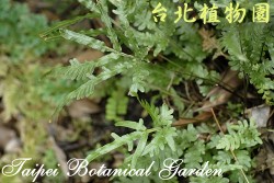 二形鳳尾蕨，葉子的圖片