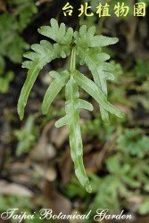 二形鳳尾蕨，葉子的圖片(放大版)