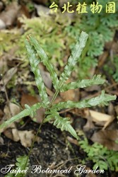 二形鳳尾蕨，葉子的圖片(單株)
