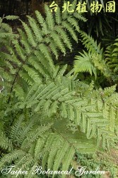 突齒蕨，整株局部的圖片