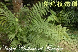 突齒蕨，整株的圖片