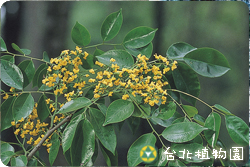 印度紫檀，花朵的圖片