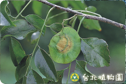 印度紫檀，果實的圖片