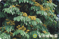 印度紫檀，花朵與葉的圖片