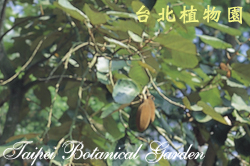 槭葉翅子木，果實的圖片