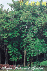 槭葉翅子木，樹的圖片