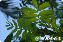 楓楊，葉子的圖片