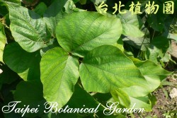 大葛藤，葉子的圖片