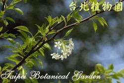 豆梨，花與葉的圖片