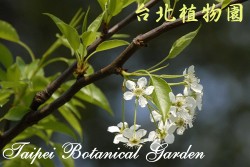 豆梨，花與枝條特寫的圖片