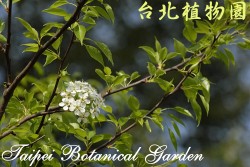 豆梨，多枝條上只有一朵花的圖片