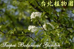 豆梨，花與葉與枝條局部的圖片