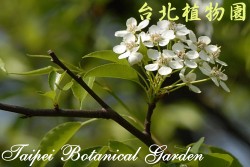 豆梨，花與枝條側拍的圖片