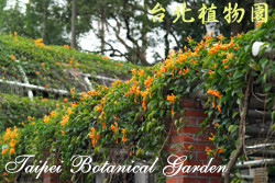 炮仗花，花與葉的圖片(近距離拍攝，佈滿步道支柱)