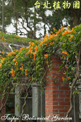 炮仗花，花與葉的圖片(遠距離拍攝，佈滿步道支柱)