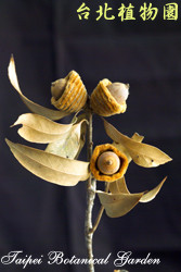 捲斗櫟，果實的圖片