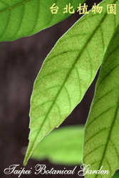 捲斗櫟，葉子的圖片