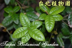 太魯閣櫟，葉子的圖片