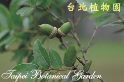 太魯閣櫟，果實的圖片