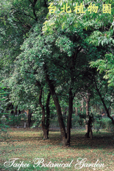 太魯閣櫟，樹木的圖片
