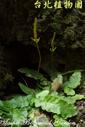 地耳蕨，兩株的圖片