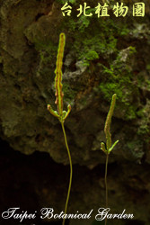 地耳蕨，葉子的圖片