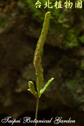 地耳蕨，葉子的圖片(特寫)