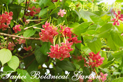 使君子，花朵的圖片